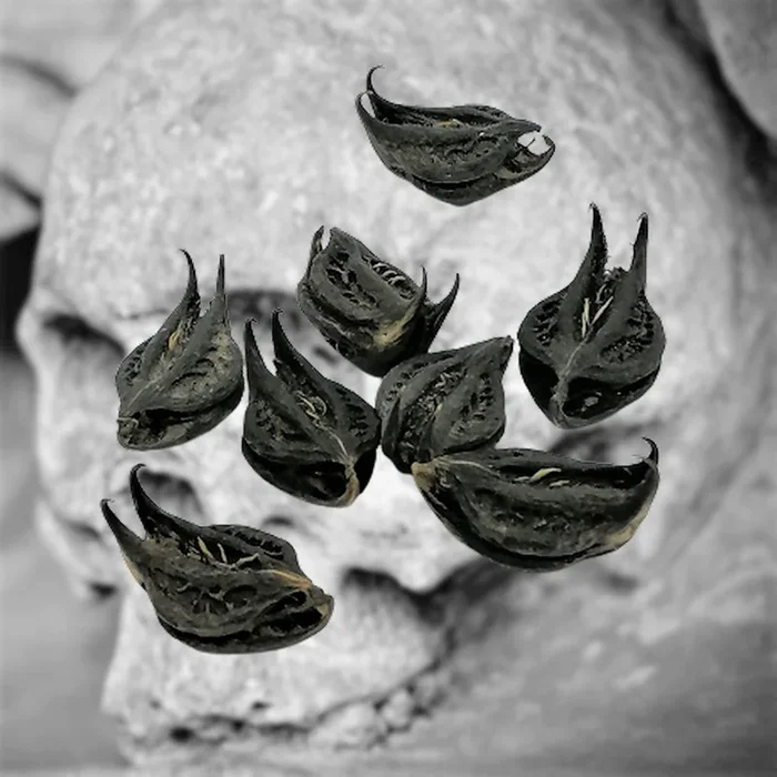 Fledermauskopf Wurzel, Devil Pod, Bat Head Root (Trapa natans)