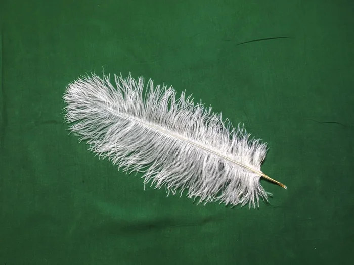 Straußenfeder klein – WEISS 30-35 cm
